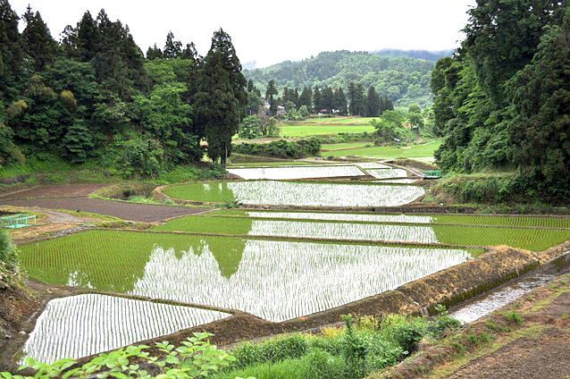 産地